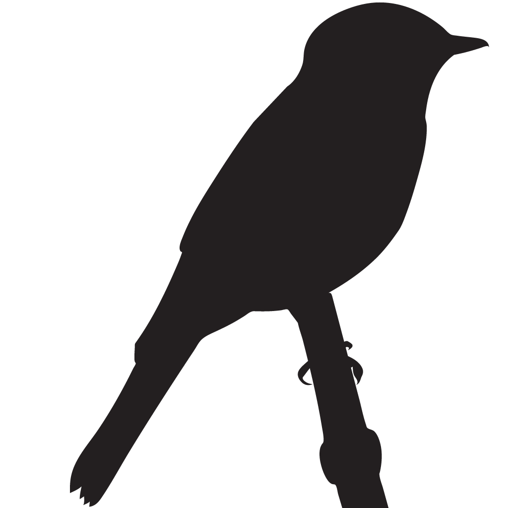 Silhouette Flycatchers