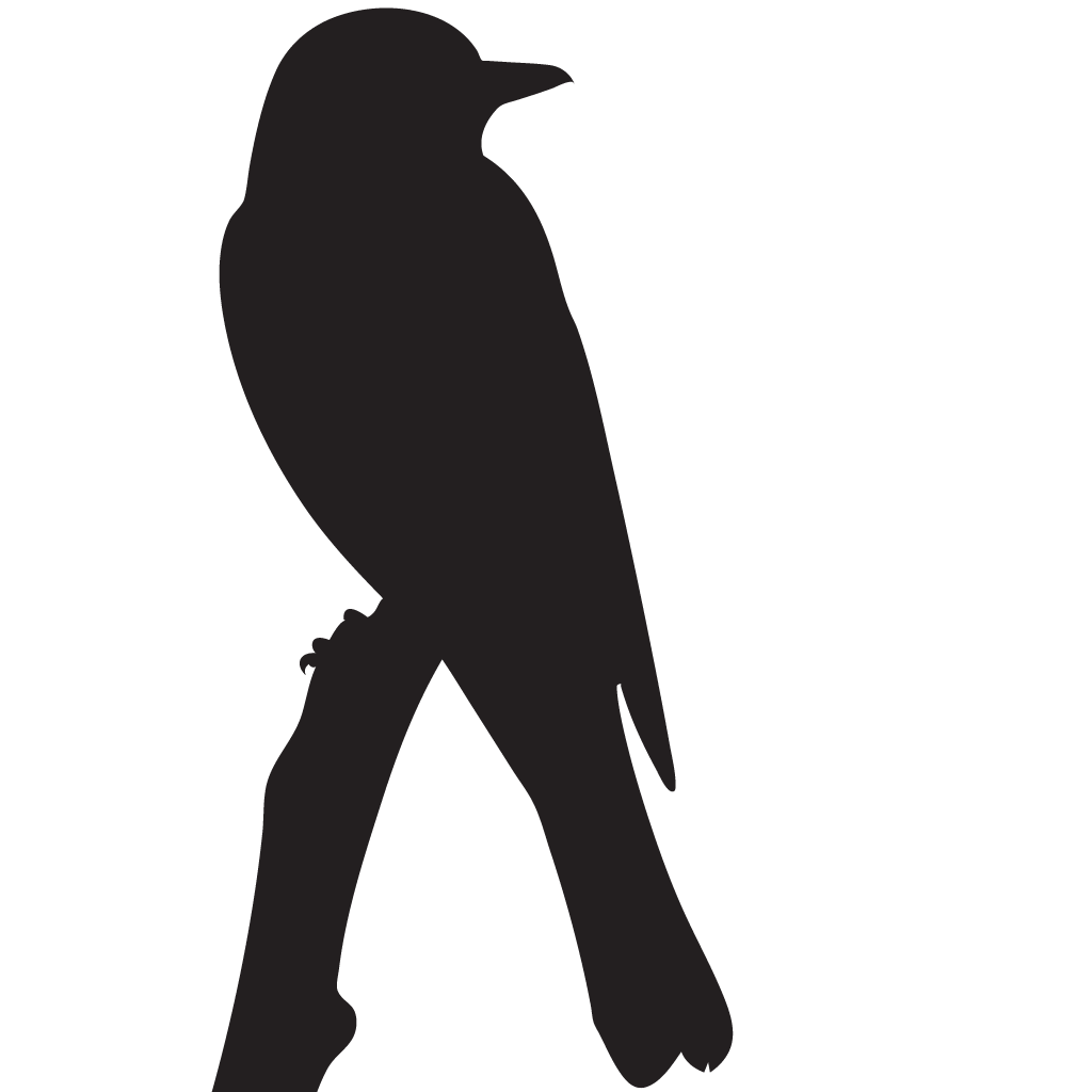 Silhouette Flycatchers