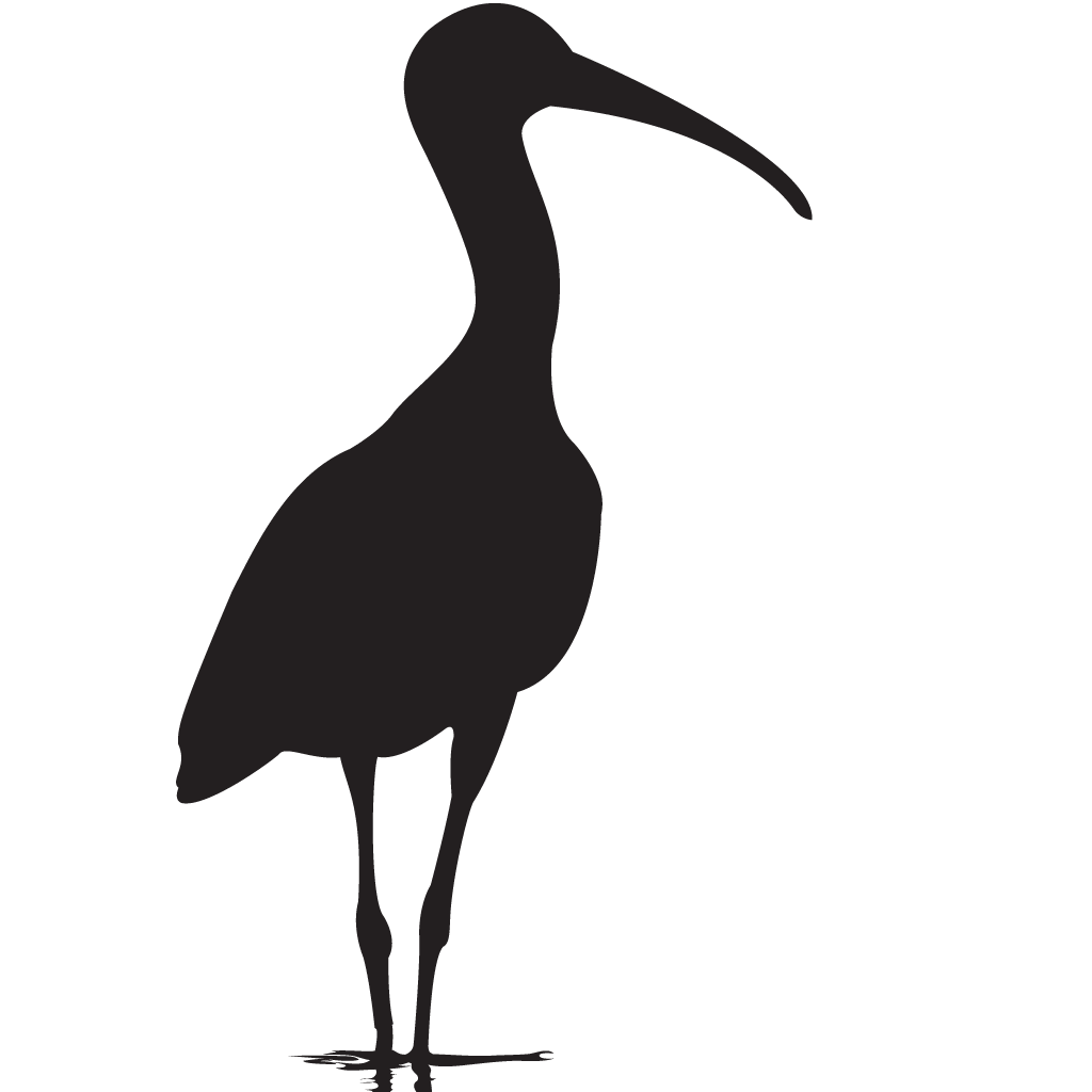 Silhouette Ibis