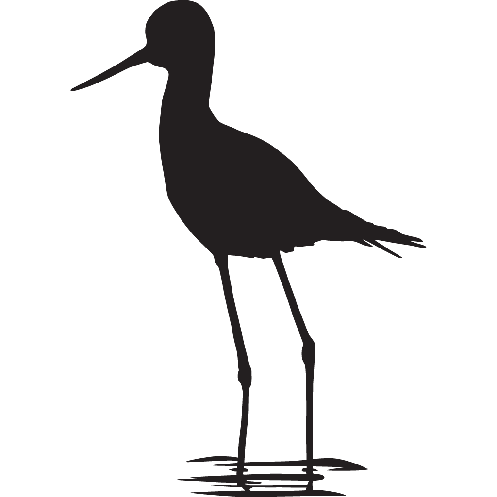 Silhouette Shorebirds