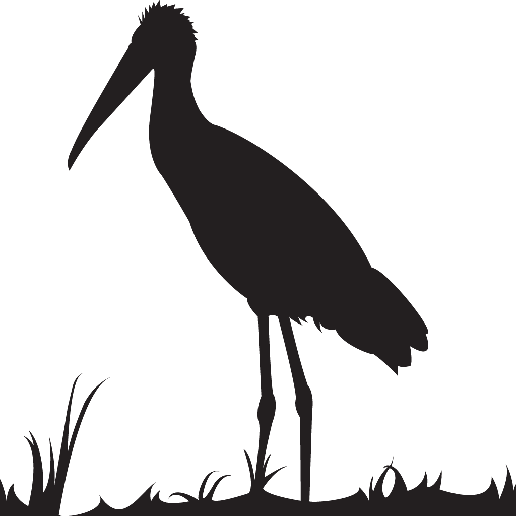 Silhouette Spoonbills